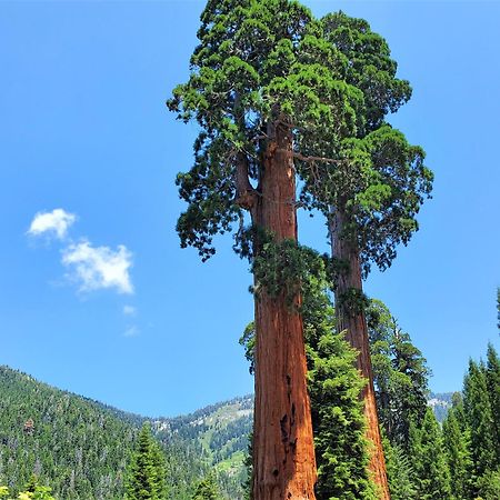 Redwood Retreat, Mountains, Adventure And Nature Ponderosa Dış mekan fotoğraf