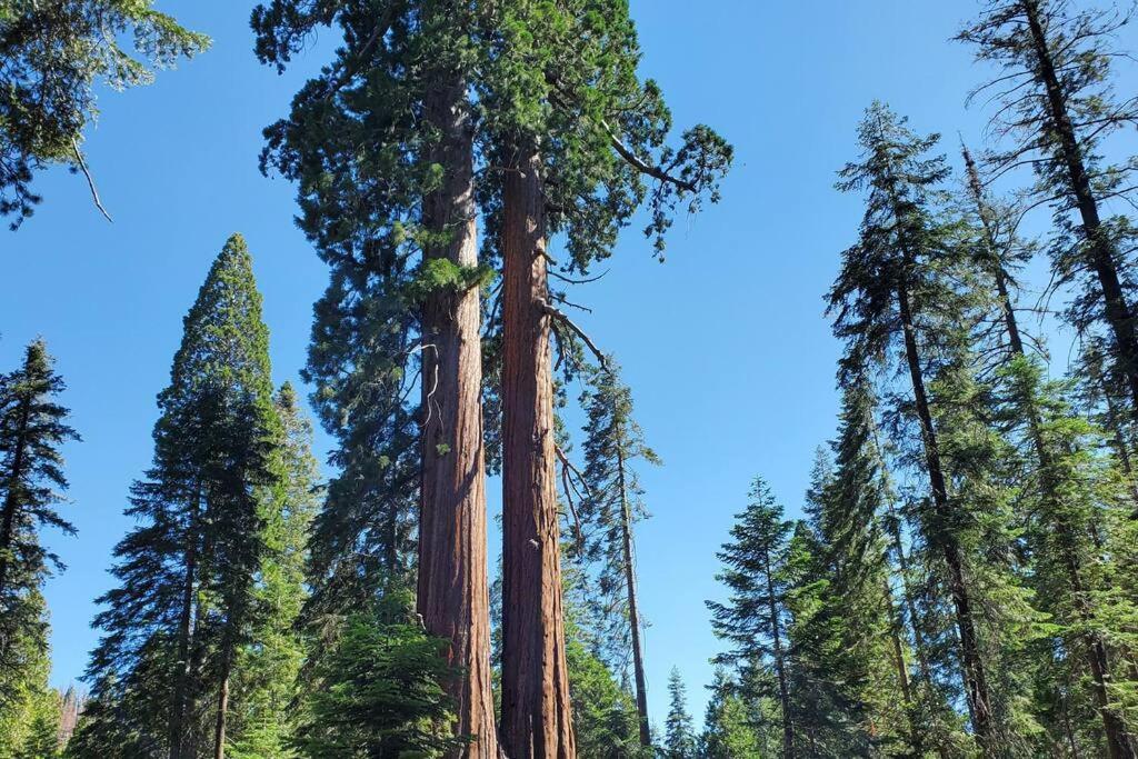 Redwood Retreat, Mountains, Adventure And Nature Ponderosa Dış mekan fotoğraf