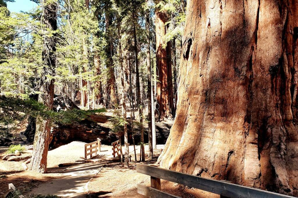 Redwood Retreat, Mountains, Adventure And Nature Ponderosa Dış mekan fotoğraf