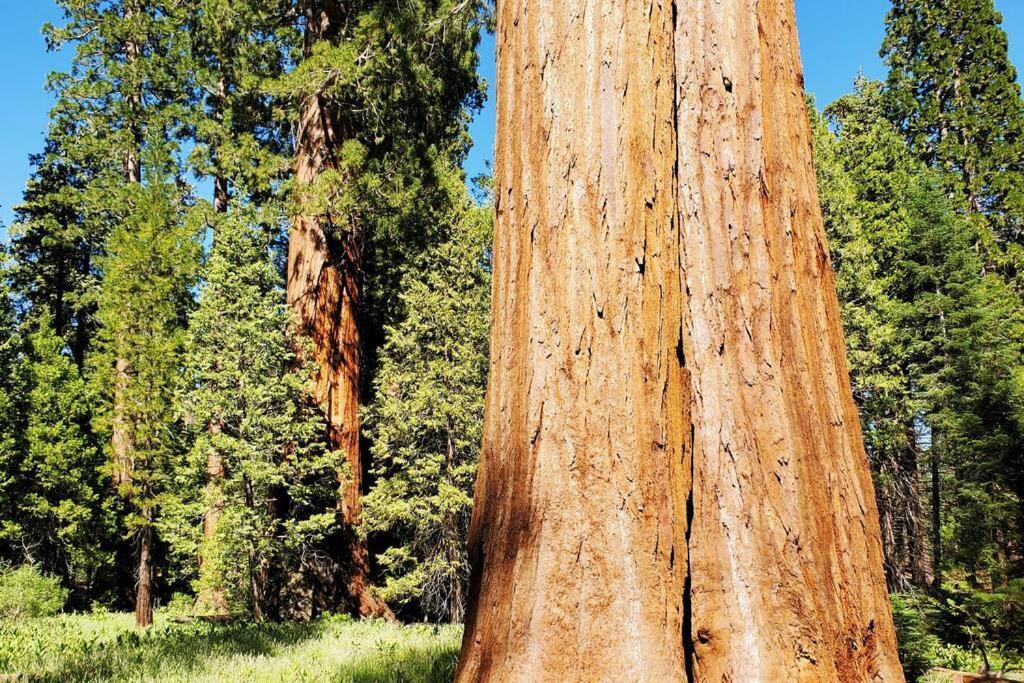 Redwood Retreat, Mountains, Adventure And Nature Ponderosa Dış mekan fotoğraf