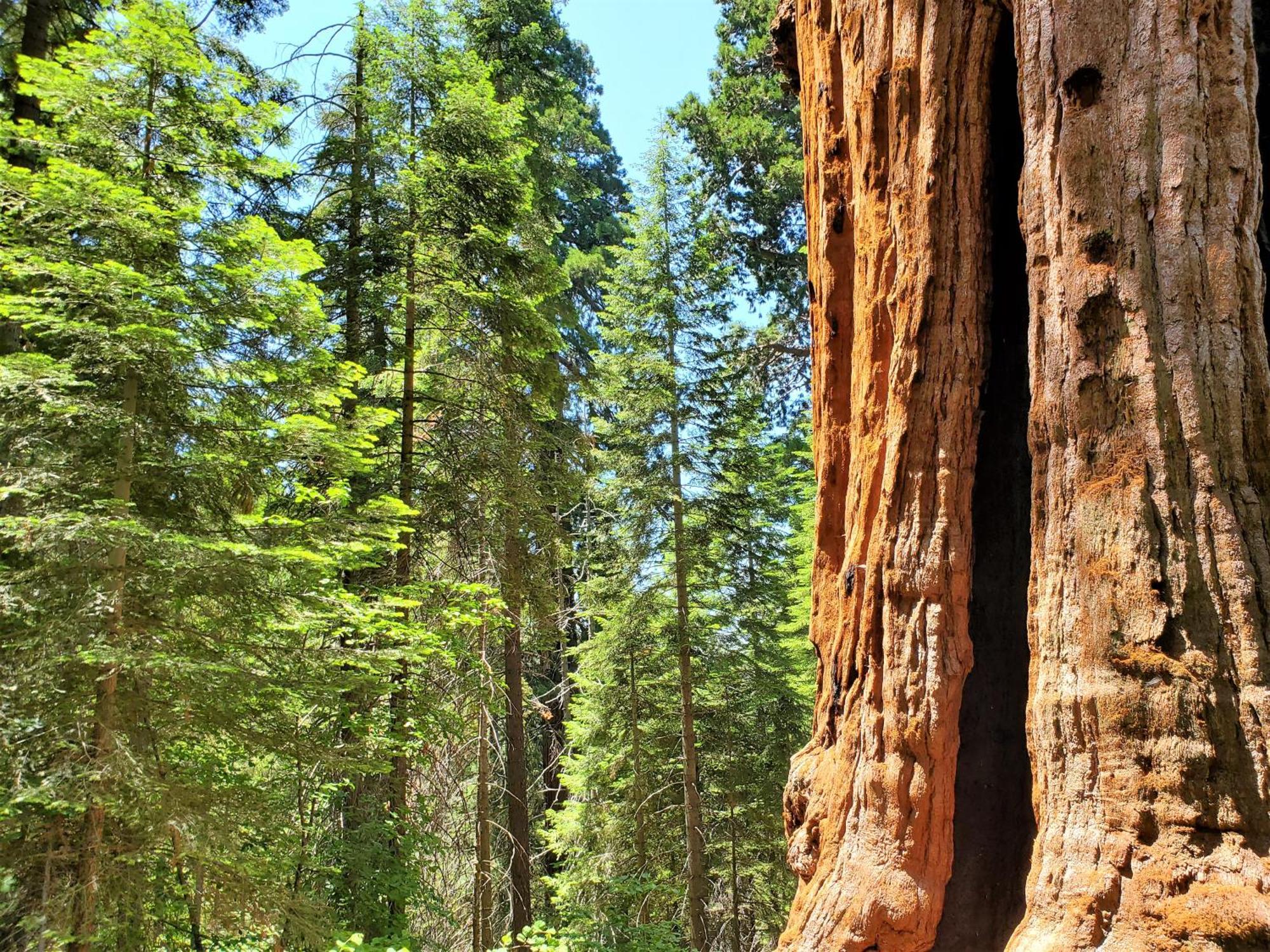 Redwood Retreat, Mountains, Adventure And Nature Ponderosa Dış mekan fotoğraf